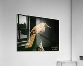 Brown thrasher Acrylic Print