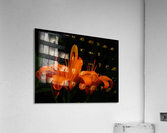 Fire Orange Acrylic Print