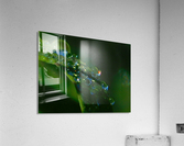Morning Dew Acrylic Print