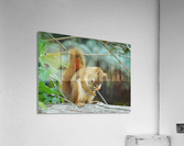 Shy guy Acrylic Print