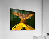 Fritillary butterfly Acrylic Print
