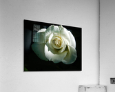 Bright white Acrylic Print