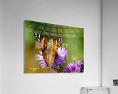 Painted Lady  Acrylic Print