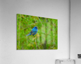 Indigo bunting Acrylic Print