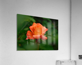 Rose glow Acrylic Print