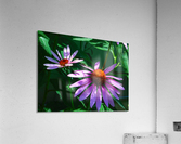 Echinacea Acrylic Print
