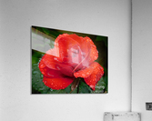 Rainy Day Rose Acrylic Print