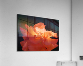 Sunset Rose Acrylic Print