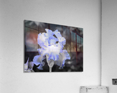 Blue Iris Acrylic Print