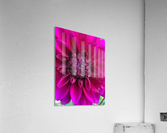 Dahlia Acrylic Print