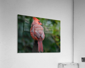 Visit before Dark Acrylic Print