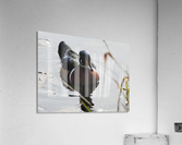 Surprise... Acrylic Print