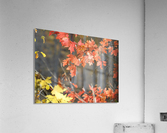 Fall Maples Acrylic Print