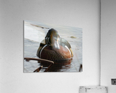 Shy Guy Acrylic Print