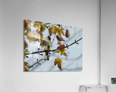 Late Fall Flycatcher Acrylic Print