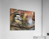 Catching late Sunshine Acrylic Print
