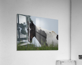 Pinto Stare Acrylic Print