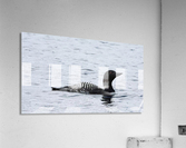 Common Loon Acrylic Print