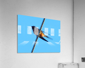 Barn Swallows Return Acrylic Print