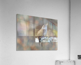 Singing Always Acrylic Print