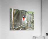 Rose Coloured Breast... Acrylic Print