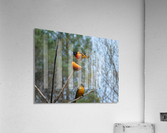 Oriole Pair Acrylic Print