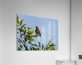Floating Monarch  Acrylic Print