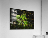 Cedars & Sunlight Acrylic Print