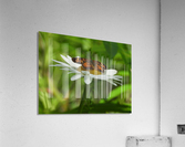 Pearl Crescent Acrylic Print