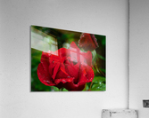 Love ❤️  Acrylic Print