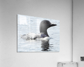 Morning Visitor Acrylic Print