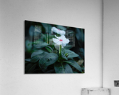 Trailing Vinca Acrylic Print
