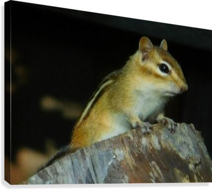Chip or Dale... Canvas Print