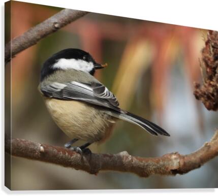 Catching late Sunshine Canvas Print