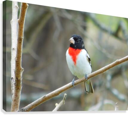 Rose Coloured Breast... Canvas Print