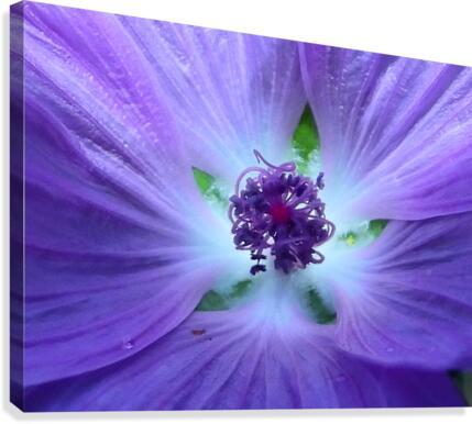 Wild N Purple Canvas Print