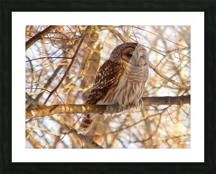 Barred Owl  spring sunset.  Picture Frame print