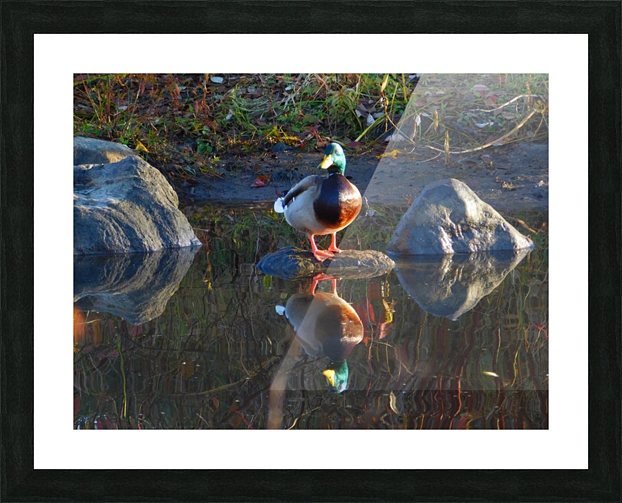 Fall Reflecting Picture Frame print