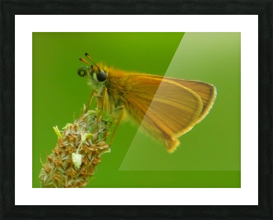 Small skipper Picture Frame print