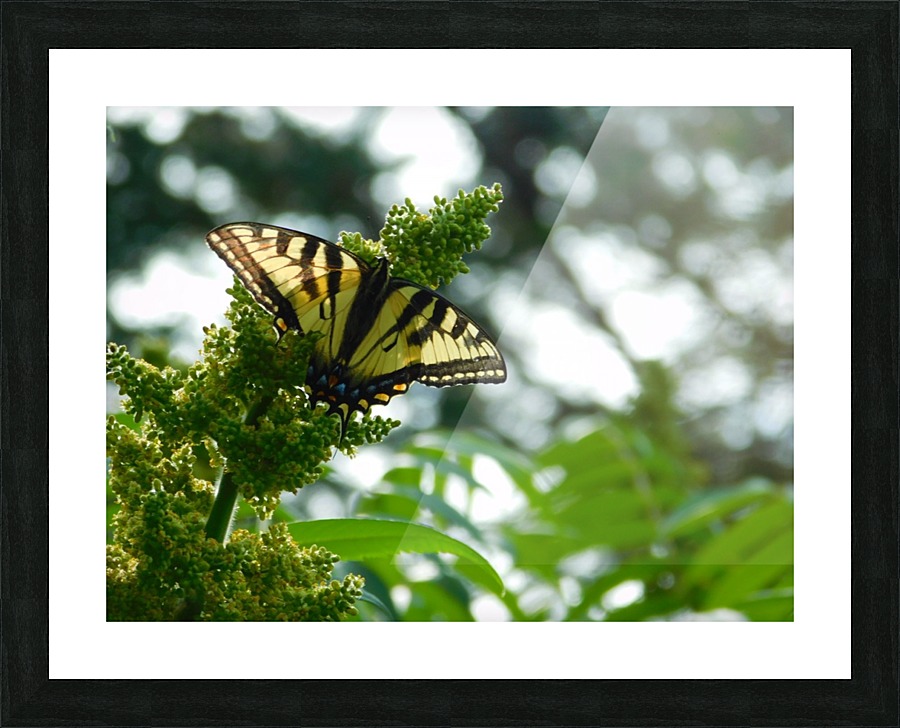 Tiger Swallowtail  Picture Frame print