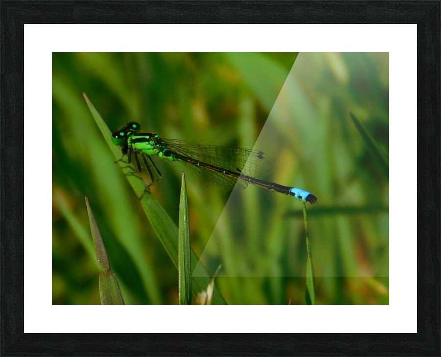 Blue Damselfly Picture Frame print