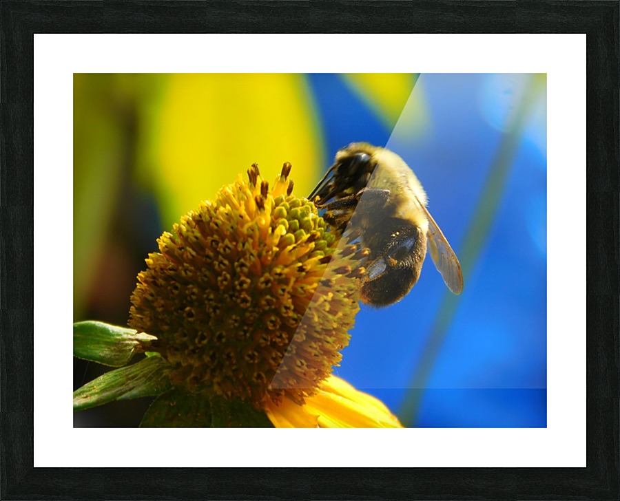 Bumblebee on Sunflower  Picture Frame print
