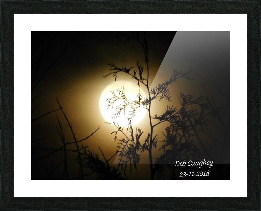 Moonlit cedar Picture Frame print