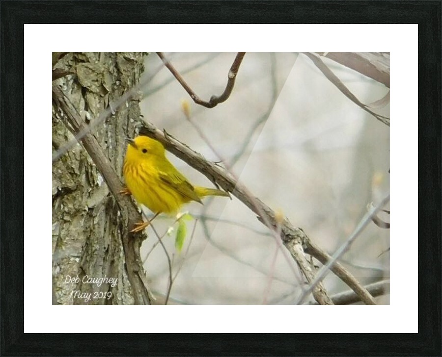 Yellow warbler   spring dance.  Picture Frame print