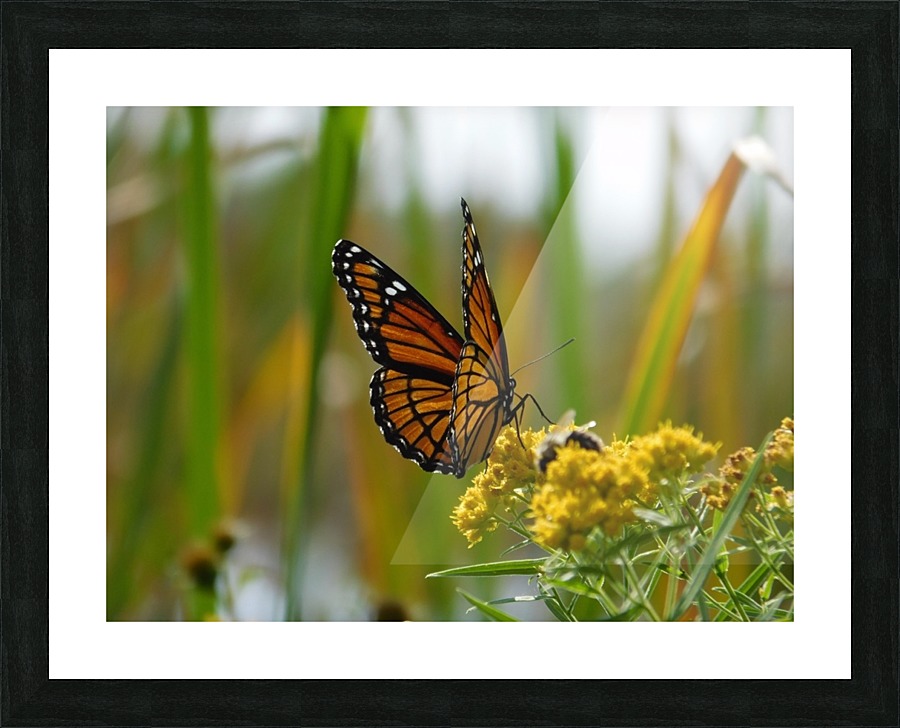 Fall Viceroy Picture Frame print