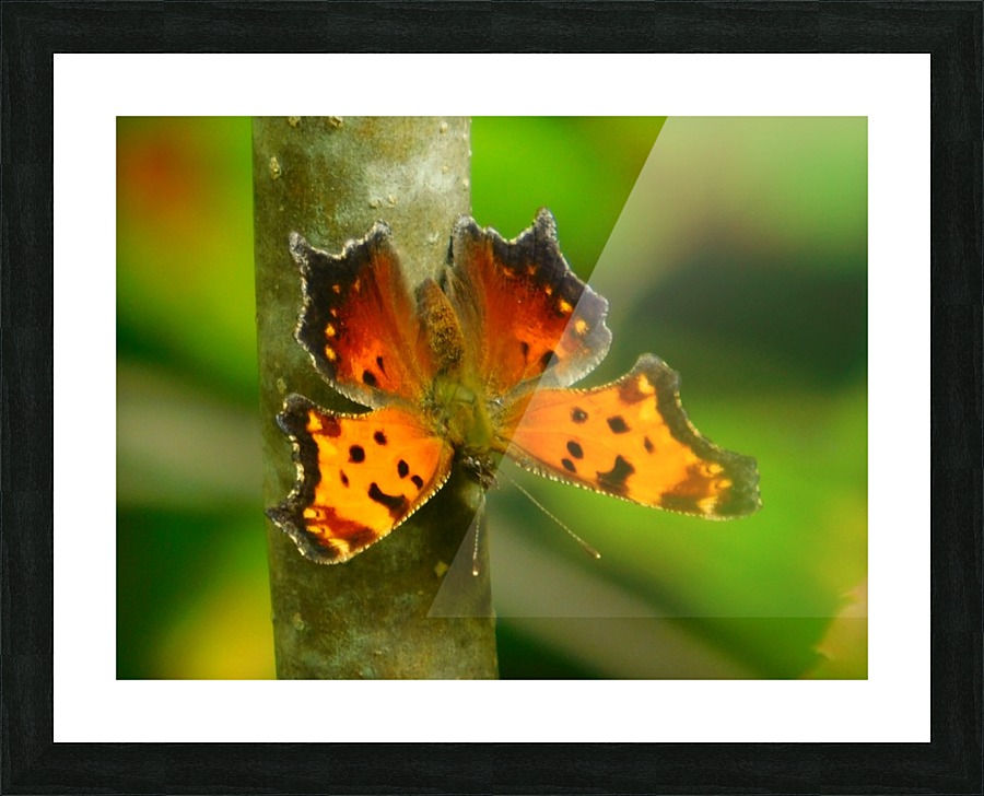 Coma Butterfly Picture Frame print