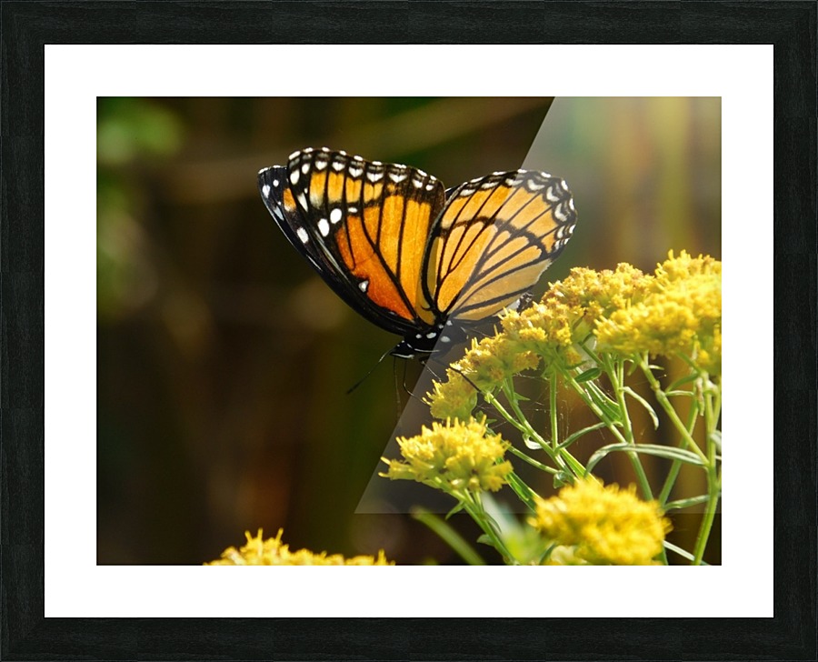 Fall Viceroy Picture Frame print