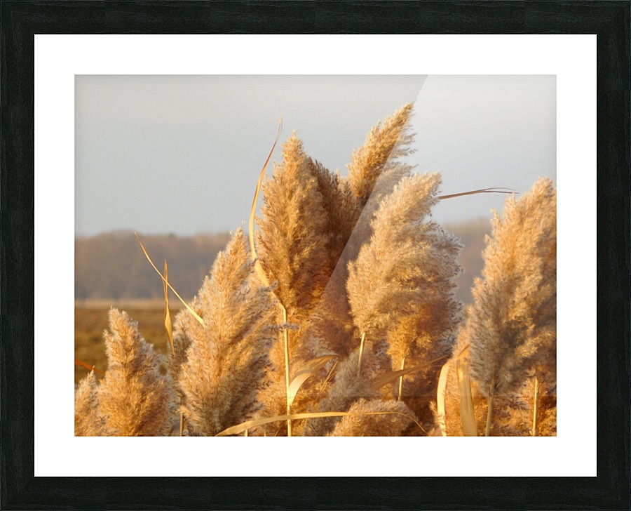 Golden hour Picture Frame print