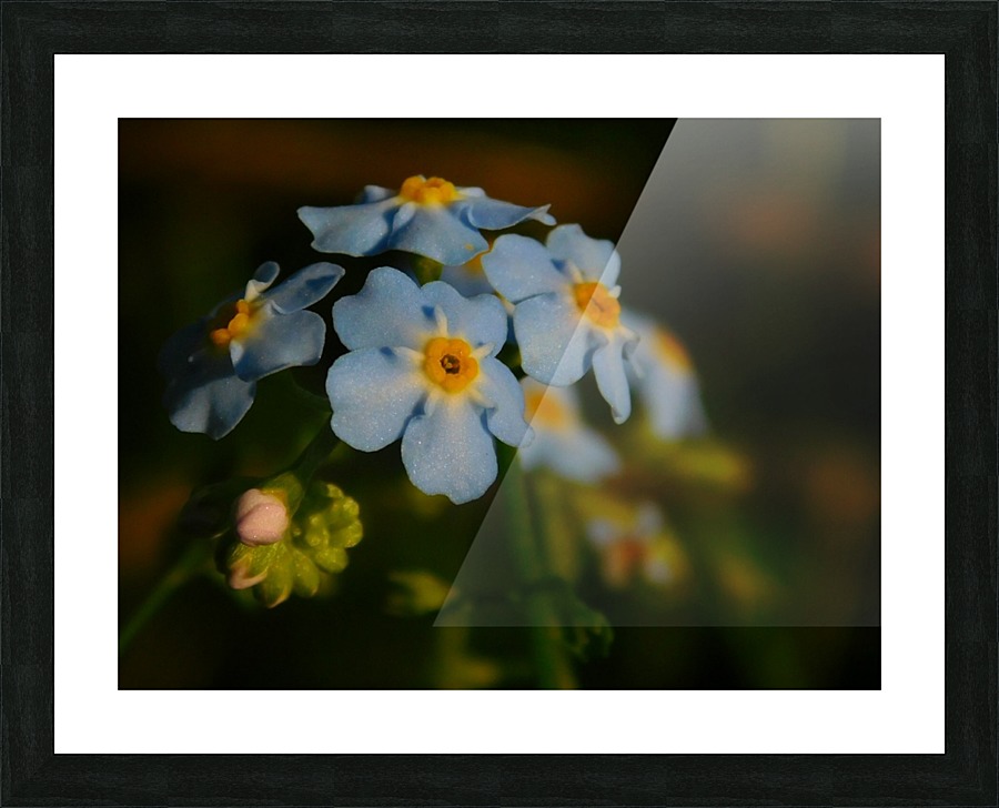 Forget-Me-Not  Picture Frame print