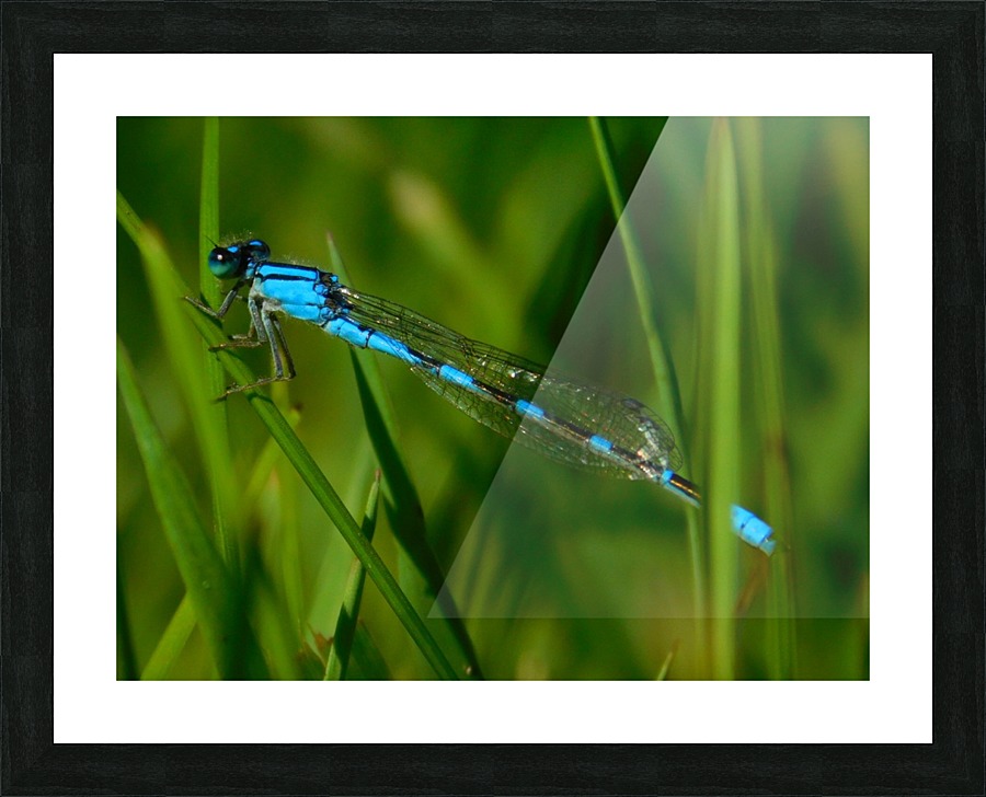 blue damselfly Picture Frame print